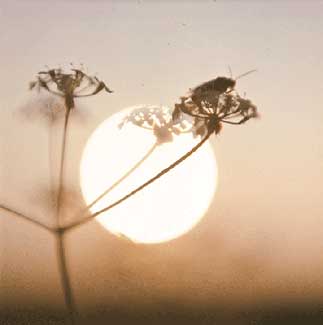 Bug at Sunset