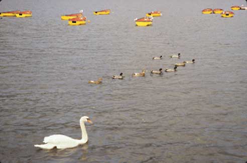Swan and Ducks, Bavaria