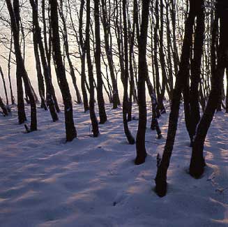Trees in Snow, Bavaria